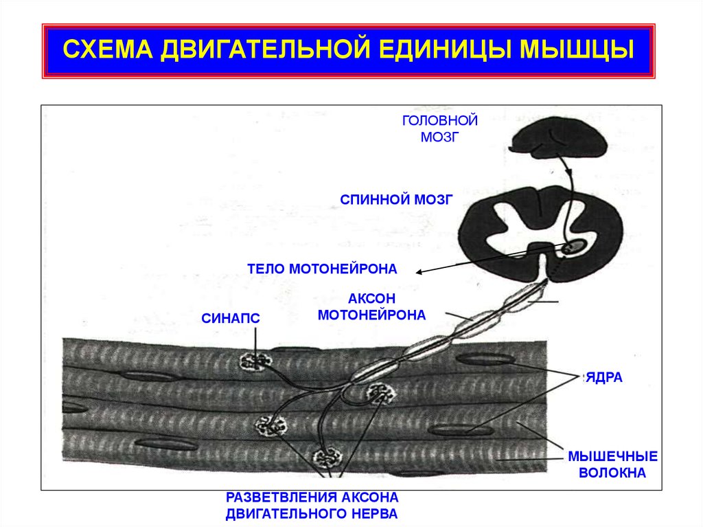 Схема двигательная единица