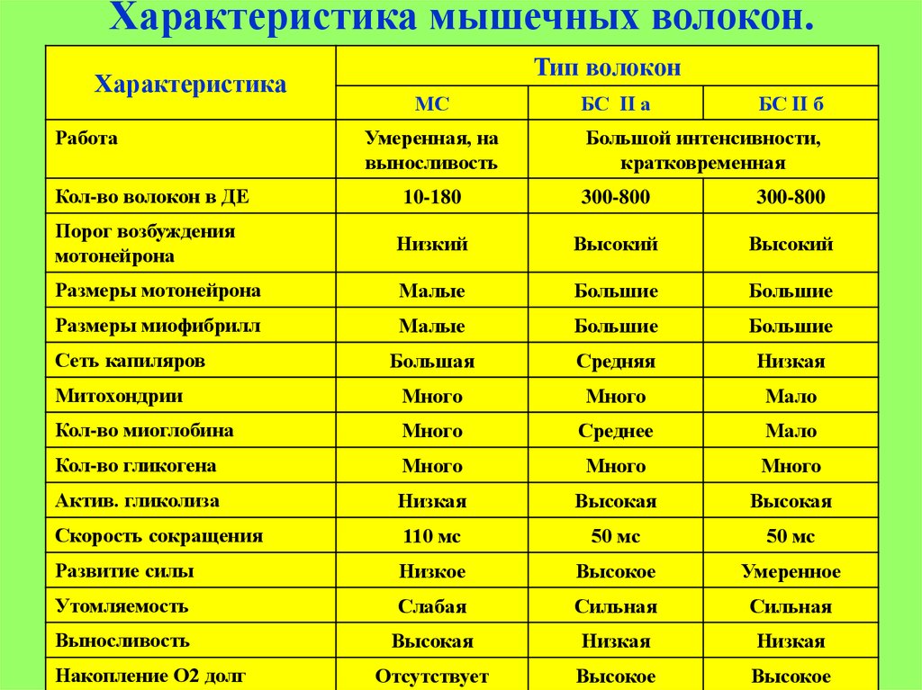 Типы волокон. Перечислите два основных типа мышечных волокон. Характеристика быстрых гликолитических мышечных волокон. Характеристики мышечных волокон 2 типа таблица. Характеристики мышечных волокон различных типов.