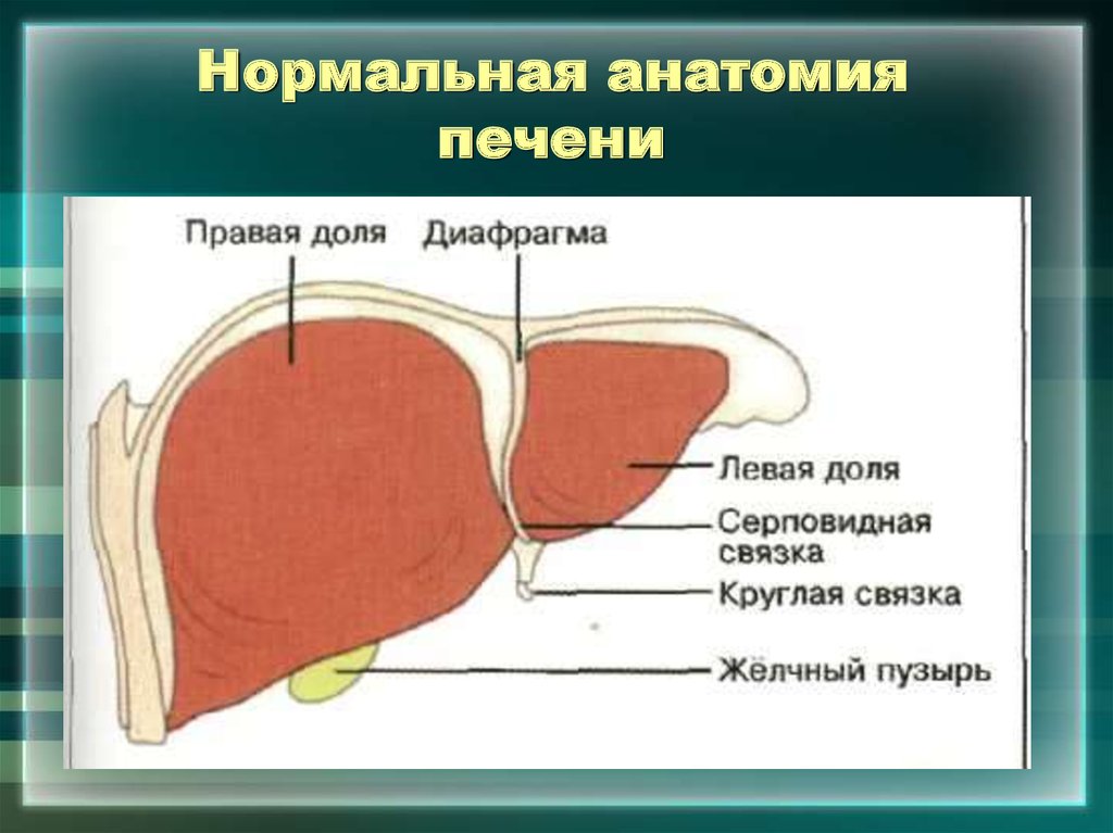 Печень правая