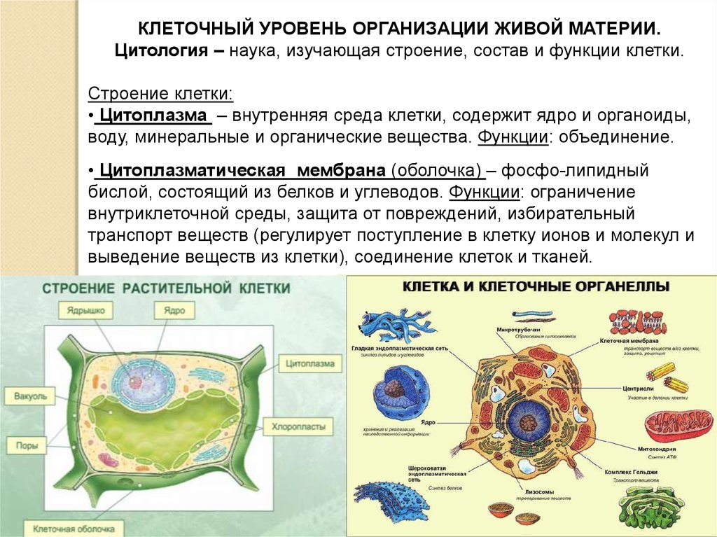 Роль клетки в организме. Структурные элементы клеточного уровня организации. Уровни клеточной организации организмов. Уровни организации живой материи цитология. Роль клеточного уровня организации жизни..