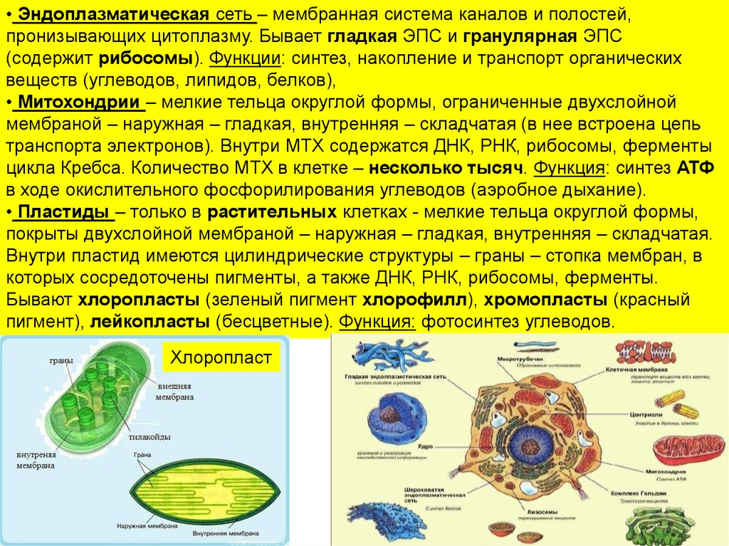 Пластиды животных. Мембранные системы клетки растений. Мембранная сеть клетки.