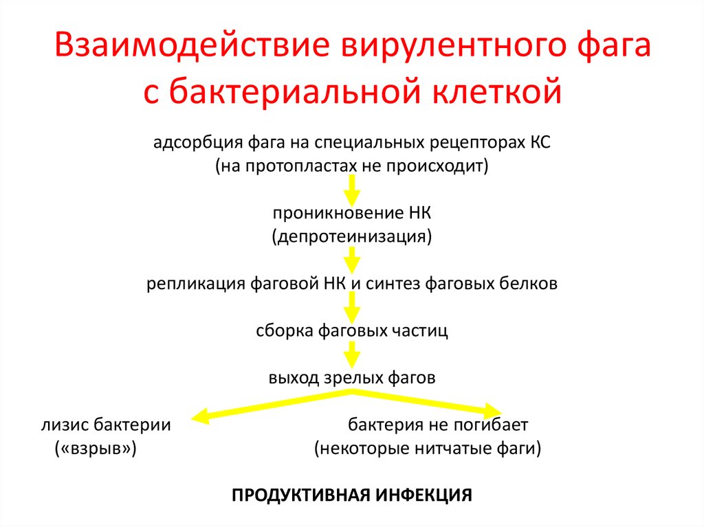 Программы доктора фаги