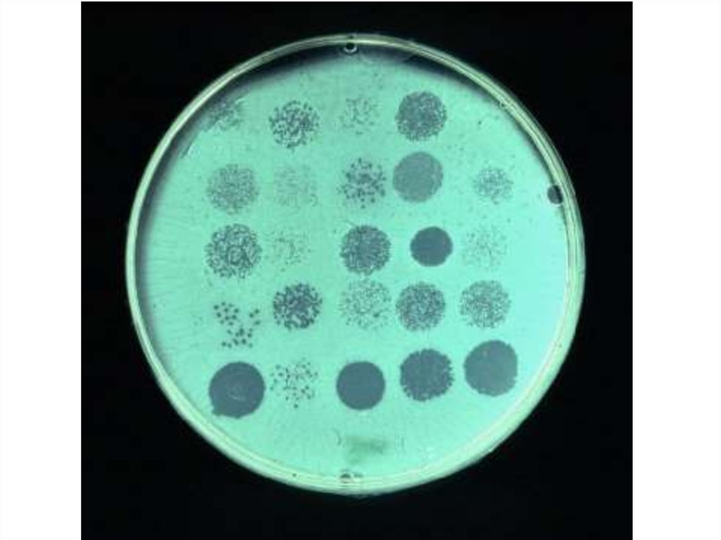 Стерильные микроорганизмы. Оценка чувствительности бактерий к бактериофагам. Фаготипирование сальмонелл. Фаготипирование стафилококков микробиология. Фаготипирование брюшнотифозных бактерий.