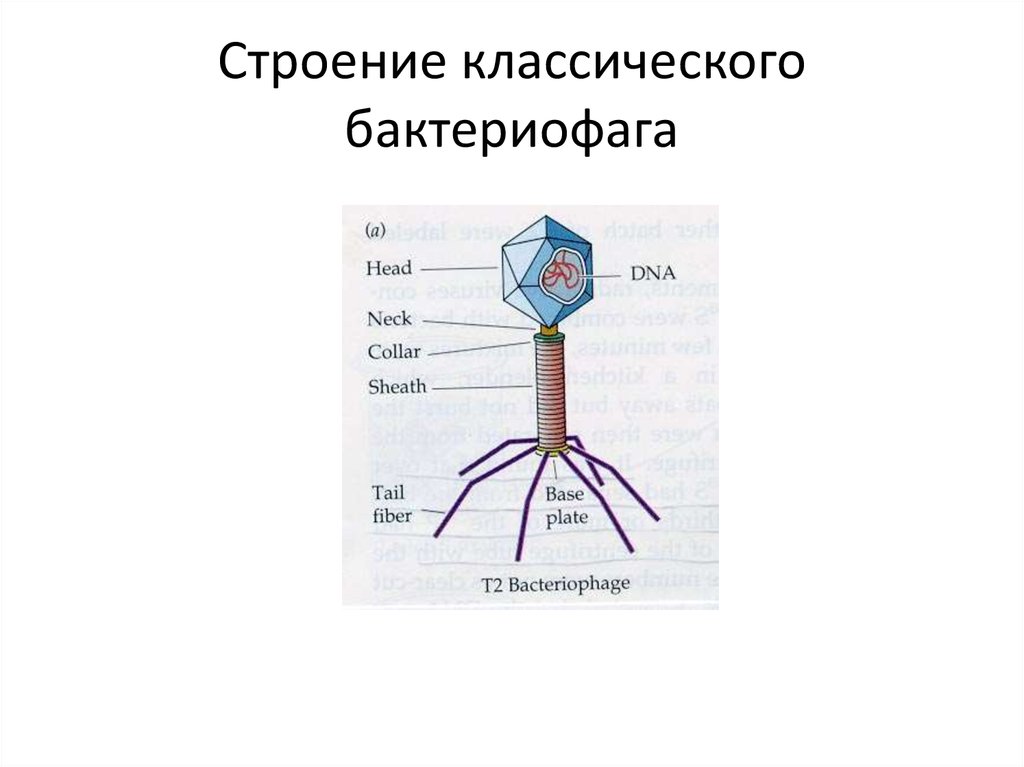 Строение классического бактериофага