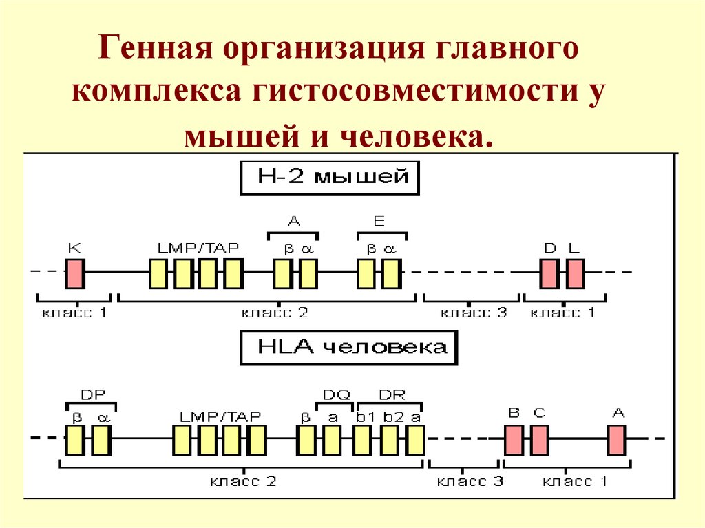 Генетическая карта локуса