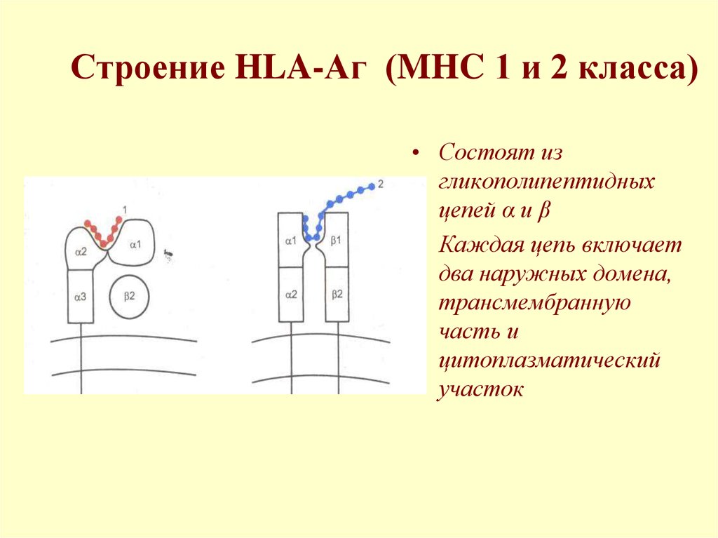 Схема строения молекулы мнс