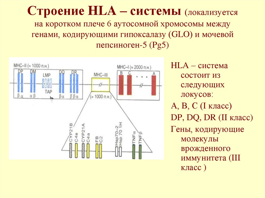 Какие гены в каких хромосомах. Строение генов системы HLA. Схема строения HLA генов. Строение HLA 1 класса. Схема строения генных кластеров HLA системы зарисуйте.