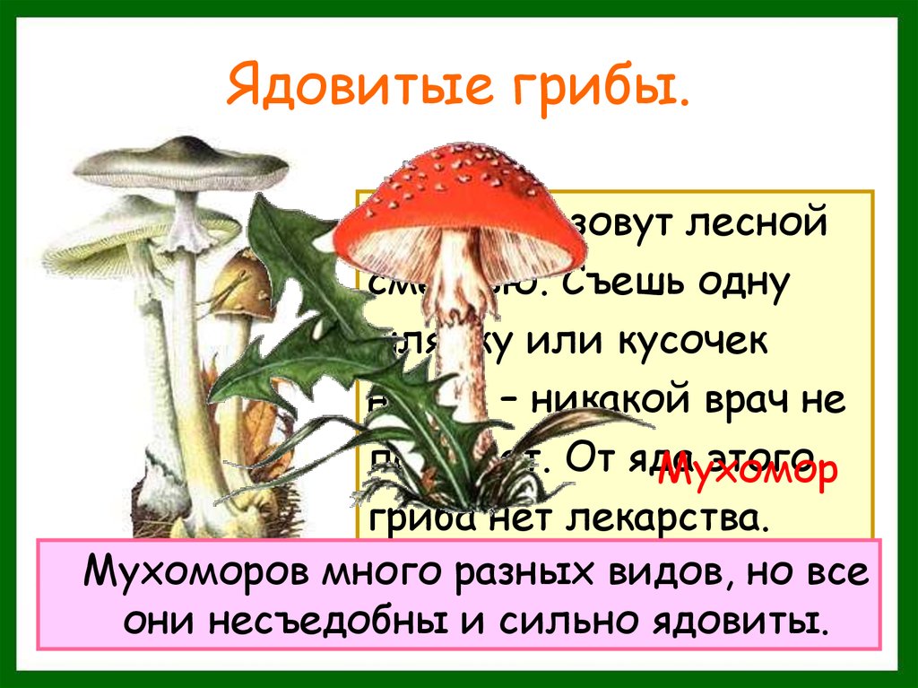 Проект по окружающему миру 2 класс опасные растения грибы и животные
