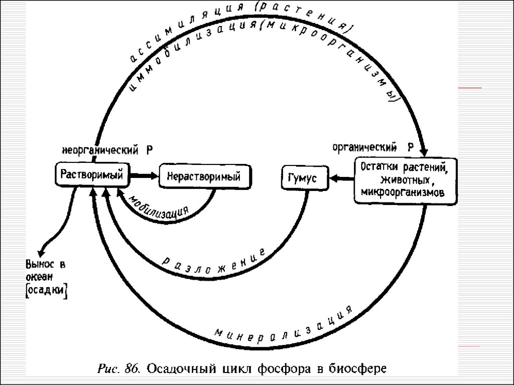 Кальций в биосфере. Круговорот кальция схема. Биогеохимический цикл магния схема. Биогеохимический цикл кальция схема. Круговорот кремния схема.