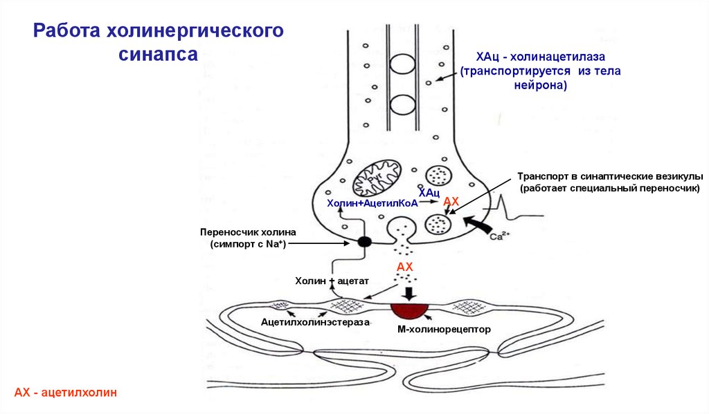 Синапс проверка. Строение холинергического синапса. Рецепторы холинергического синапса. Ацетилхолин строение синапса. Строение и функции холинергического синапса фармакология.