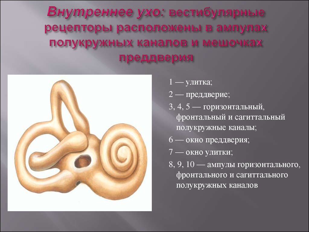 Преддверие это. Внутреннее ухо. Полукружные каналы внутреннего уха. Внутреннее ухо (преддверие, полукружные каналы, улитка),. Внутреннее ухо расположено.