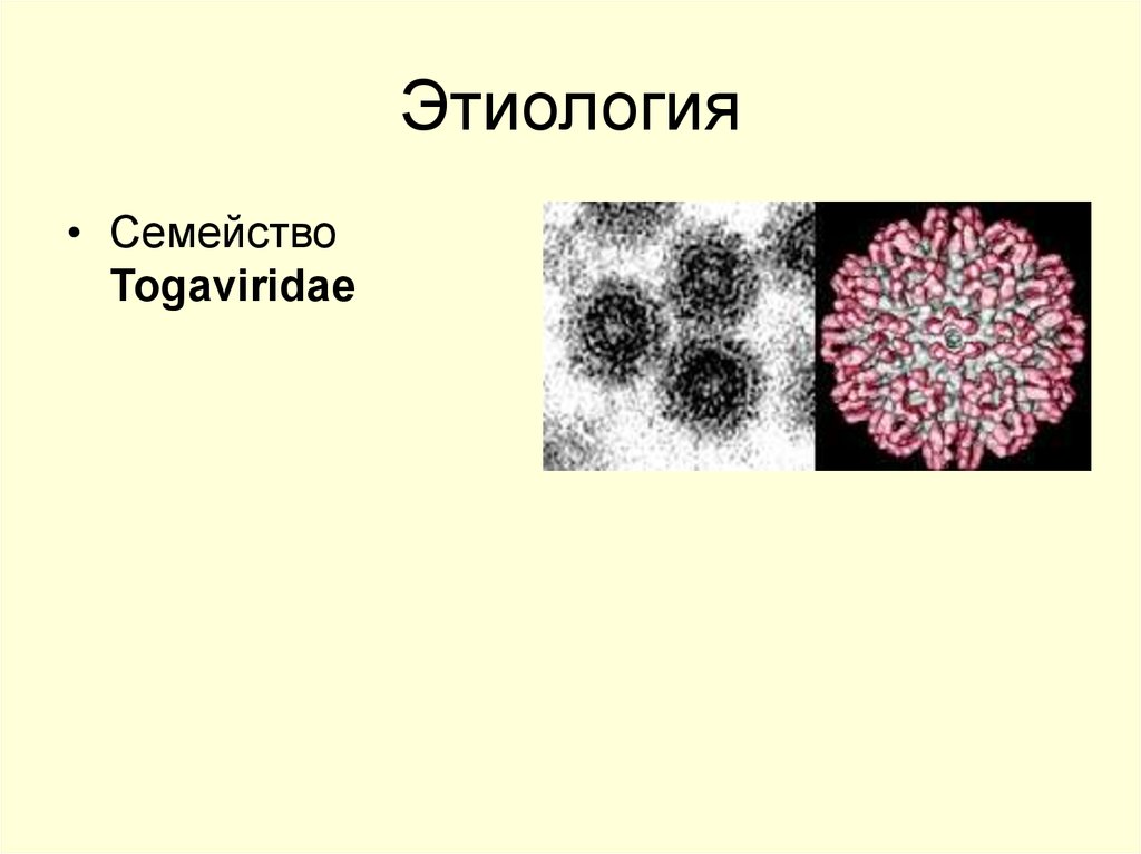 Буньявирусы микробиология презентация