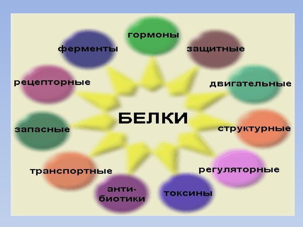 Функция белков в организме презентация