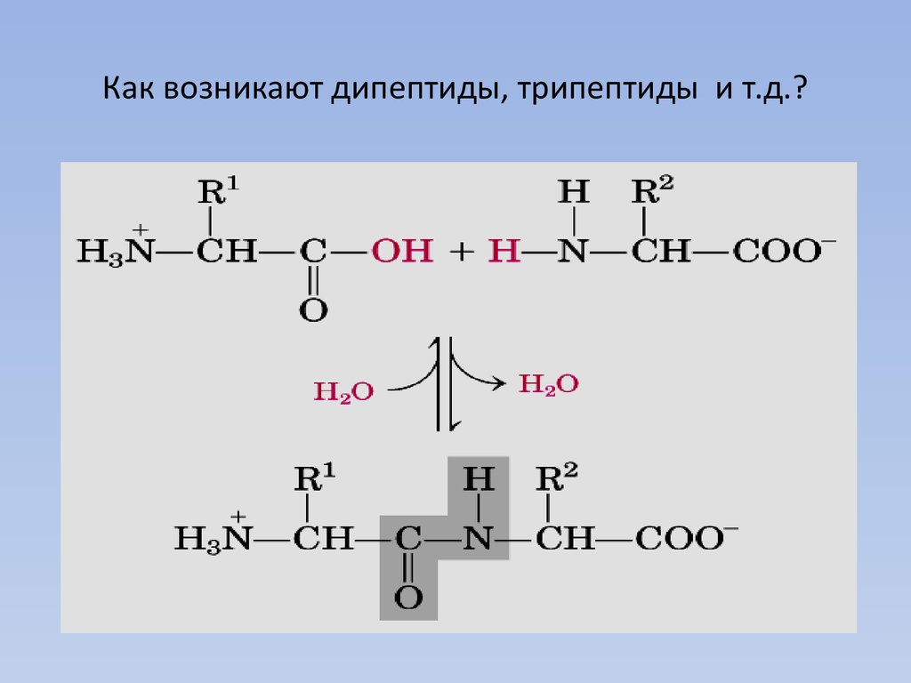 Схема образования дипептида