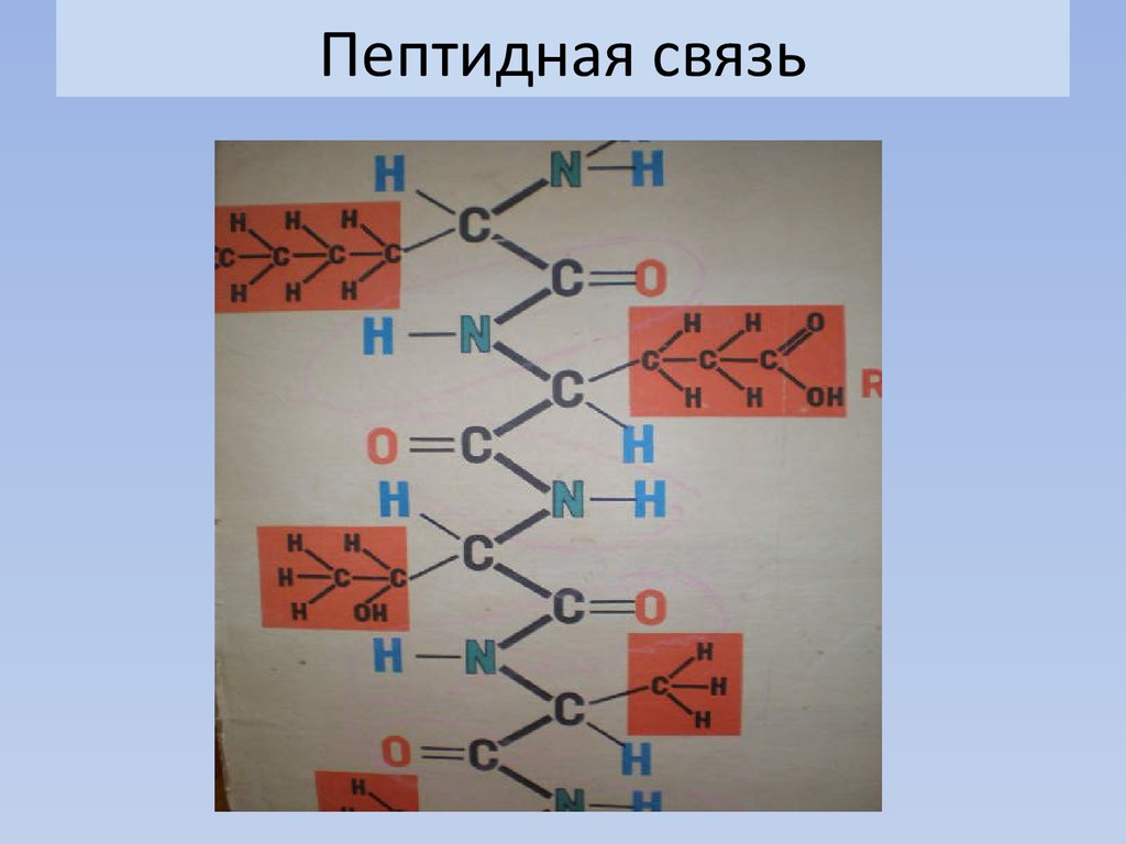 Белки пептидная связь. Пептидная связь в ДНК. Пептидные связи уровень. Пептидная связь в белках соответствует. Пептидные связи в волосе.