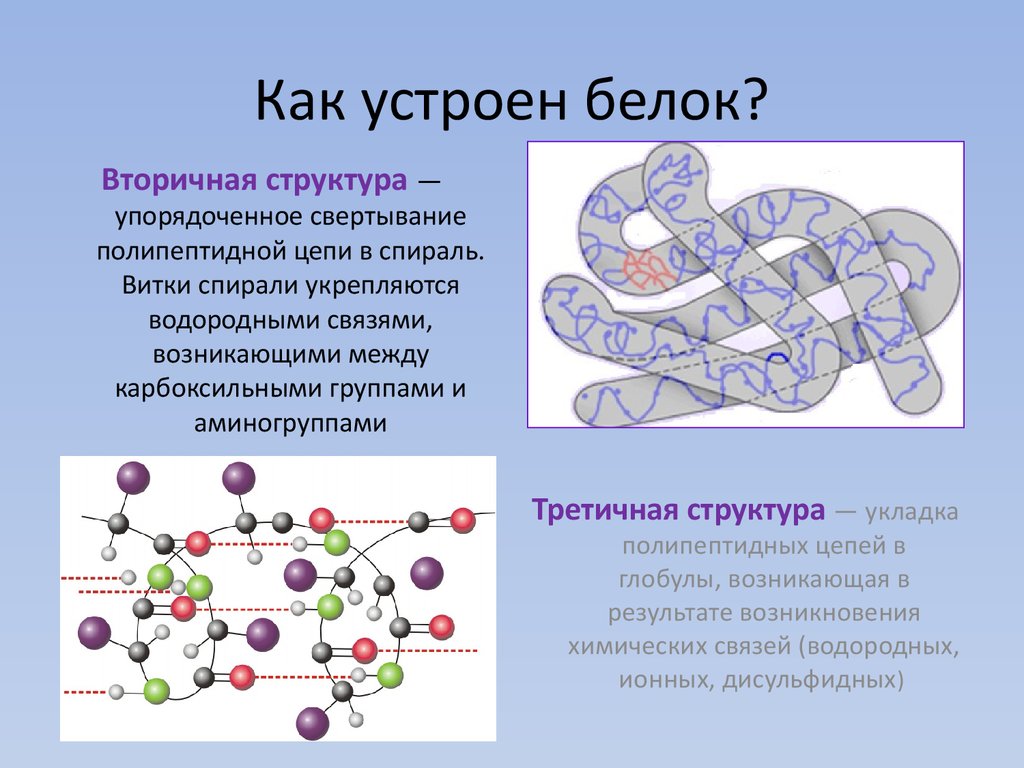 Молекулярный состав белка