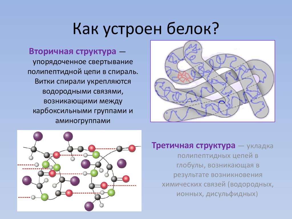 Строение белка. Характеристика вторичной структуры белка. Вторичная структура молекулы белка. Вторичная структура полипептидов и белков это. Вторичная структура полипептидов.