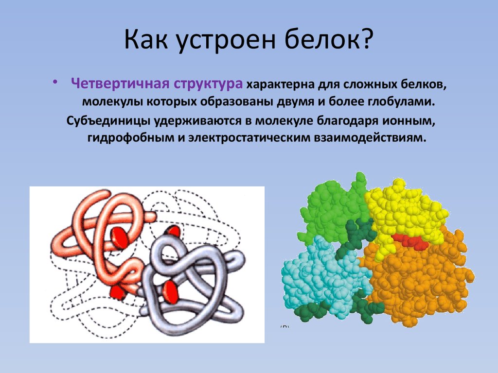 Строение белковых. Четвертичная структура белка таблица. Четвертичная структура белка формула химическая. Белки третичная структура и четвертичная. Строение и структура белков.