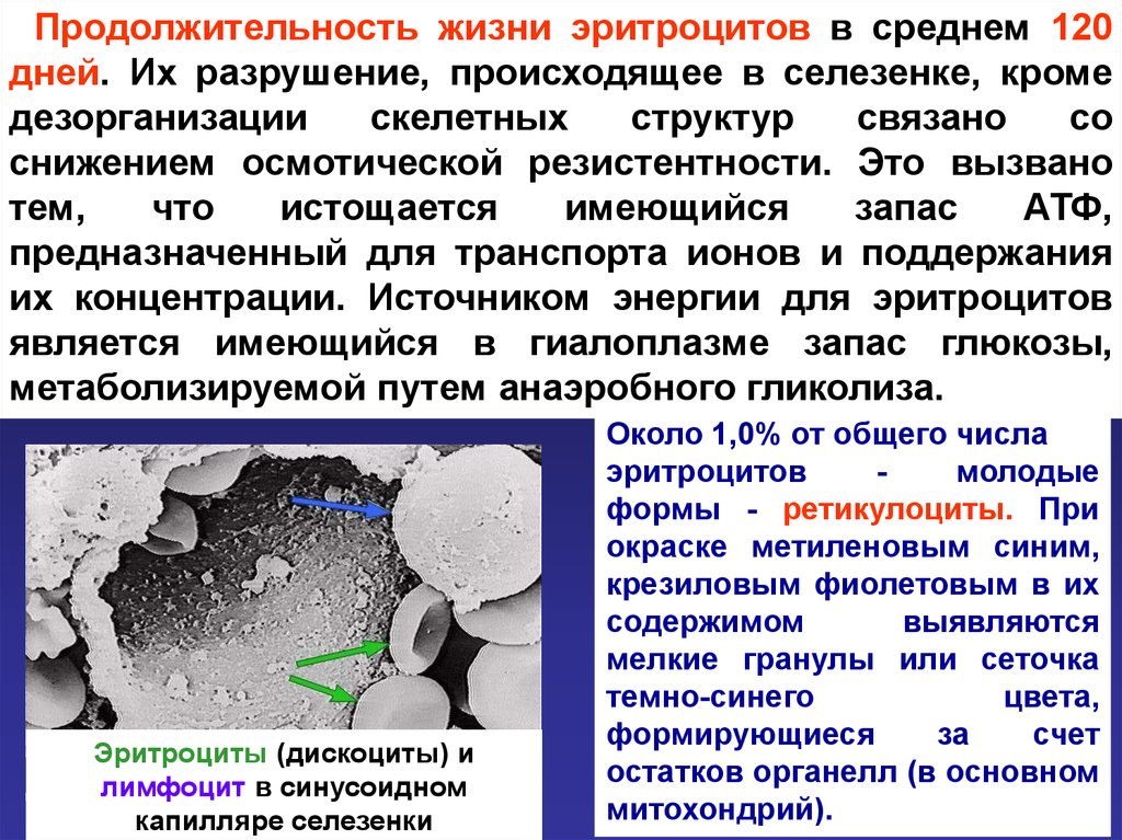 Продолжительность жизни эритроцитов. Средняя Продолжительность жизни эритроцитов. Разрушение эритроцитов в селезенке. Продолжительность жизни Эрит.