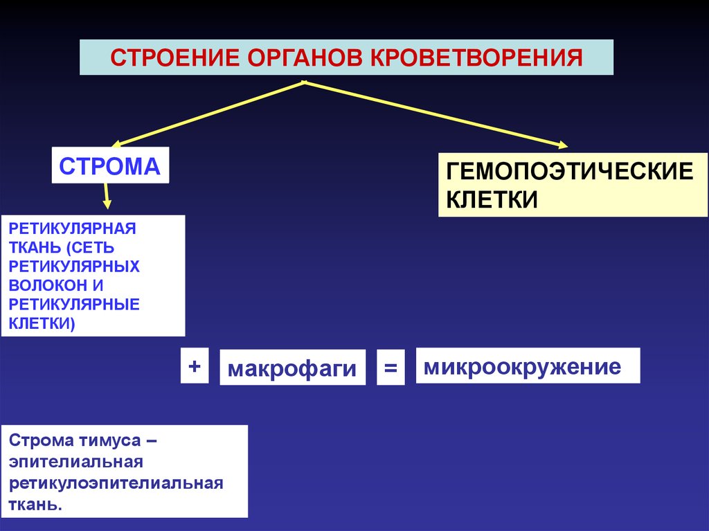 3 общая. Строма кроветворения. Строма органов кроветворения. Строма ткани в органах. Функции стромы органа.