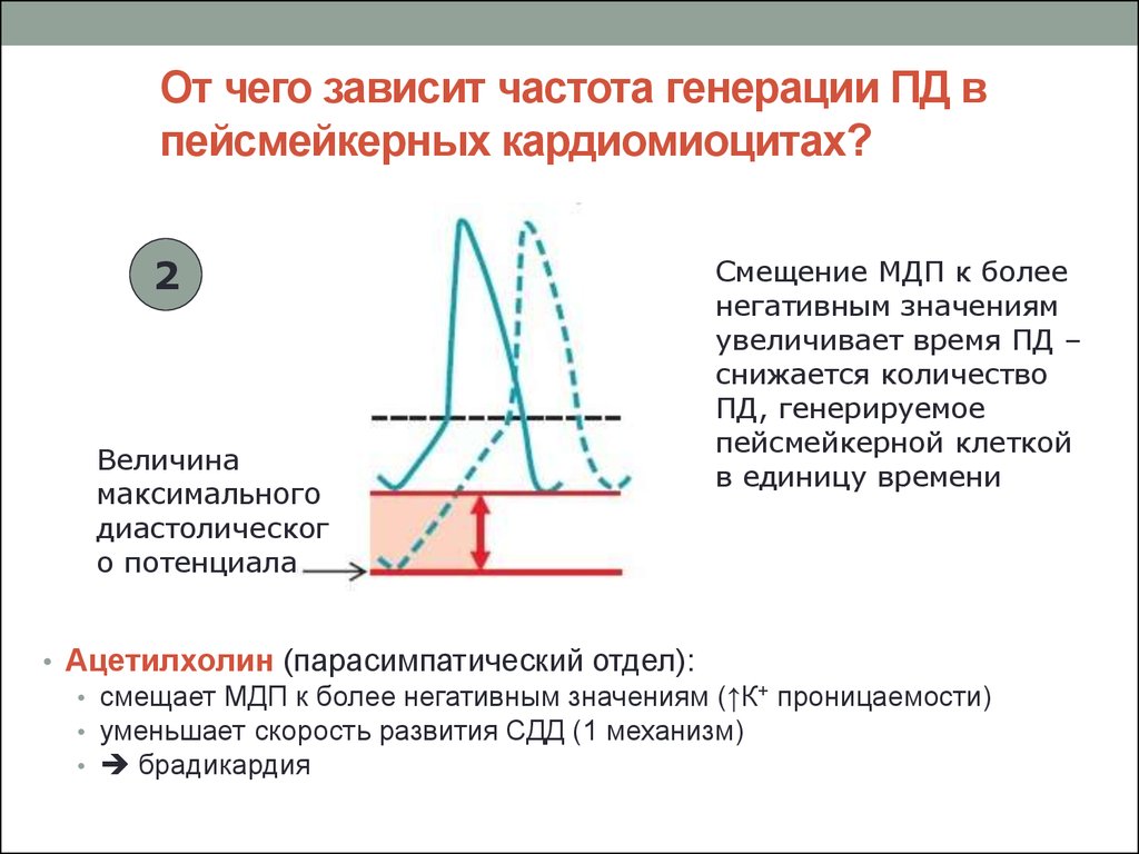 Частота потенциала действия. Потенциал действия кардиомиоцитов. От чего зависит частота. Чем определяется частота генерации. Максимально генерируемая частота.