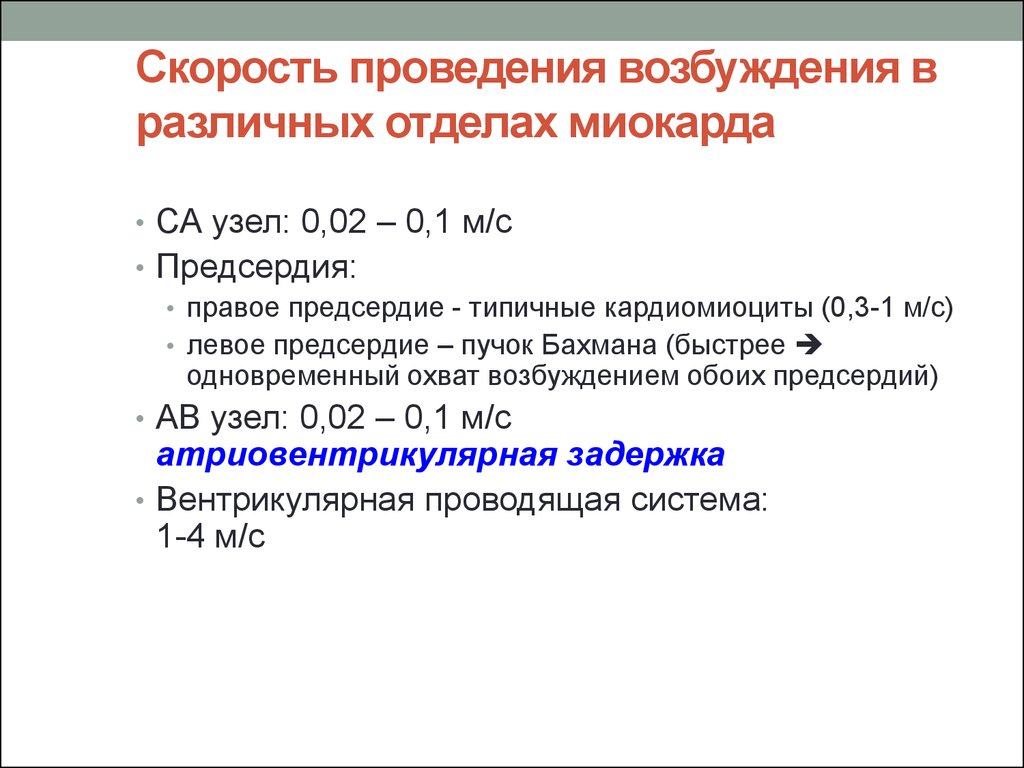 Скорость возбуждения. Скорость проведения возбуждения. Синоатриальный узел скорость проведения возбуждения. Скорость проведения возбуждения в миокарде предсердий. Скорость проведения возбуждения в сердце.