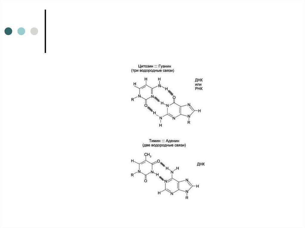 Двойная водородная связь. Водородные связи нуклеотидов. Задачи на водородные связи в ДНК.
