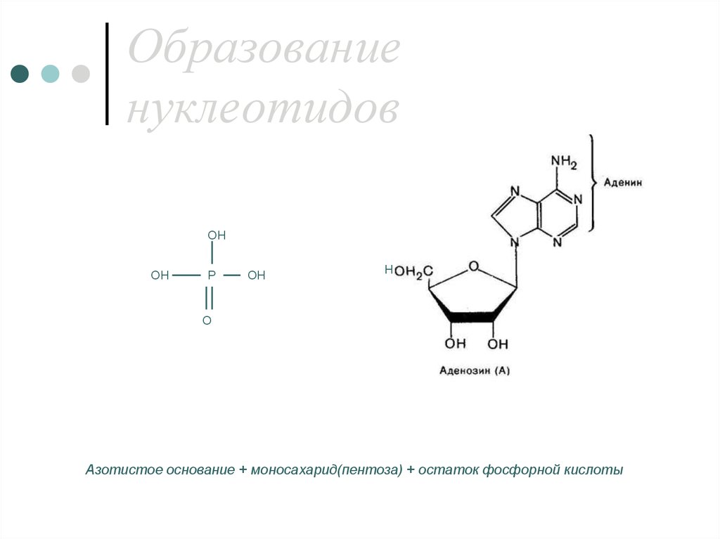 Нуклеотид с азотистым основанием аденин. Схема образования нуклеотида. Фосфат пентоза азотистое основание. Реакция образования нуклеотида. Процесс образования нуклеотидов.
