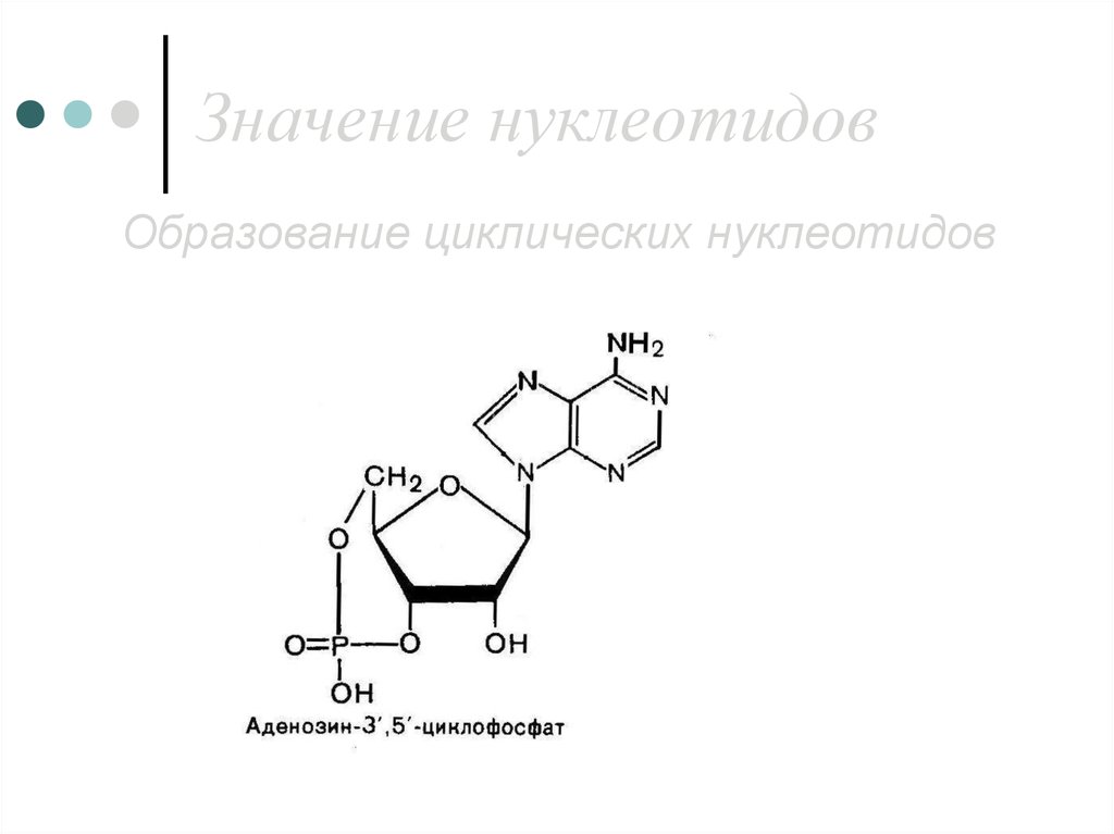 Перемещение нуклеотидов. Образование циклических нуклеотидов. Циклические нуклеотиды. Схема образования нуклеотида. Циклические нуклеотиды биохимия.
