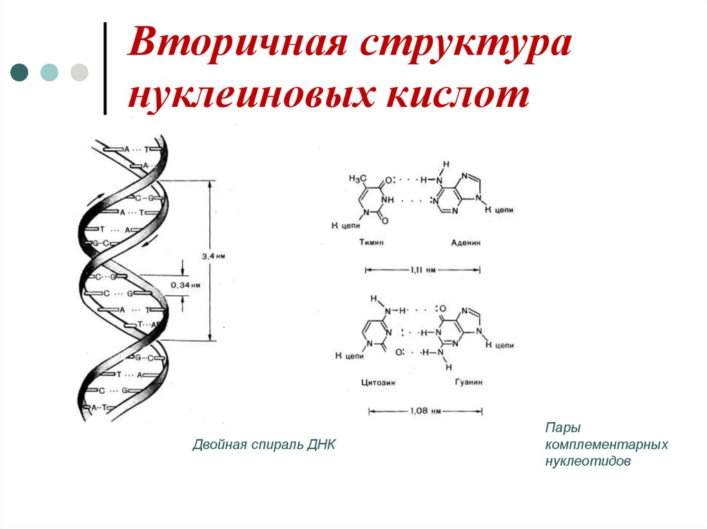 Днк в соединении с белком. Вторичная вторичная структура нуклеиновых кислот. Первичная структура нуклеиновых кислот. Третичная структура нуклеиновых кислот формула. Структура нуклеиновых кислот первичная структура.