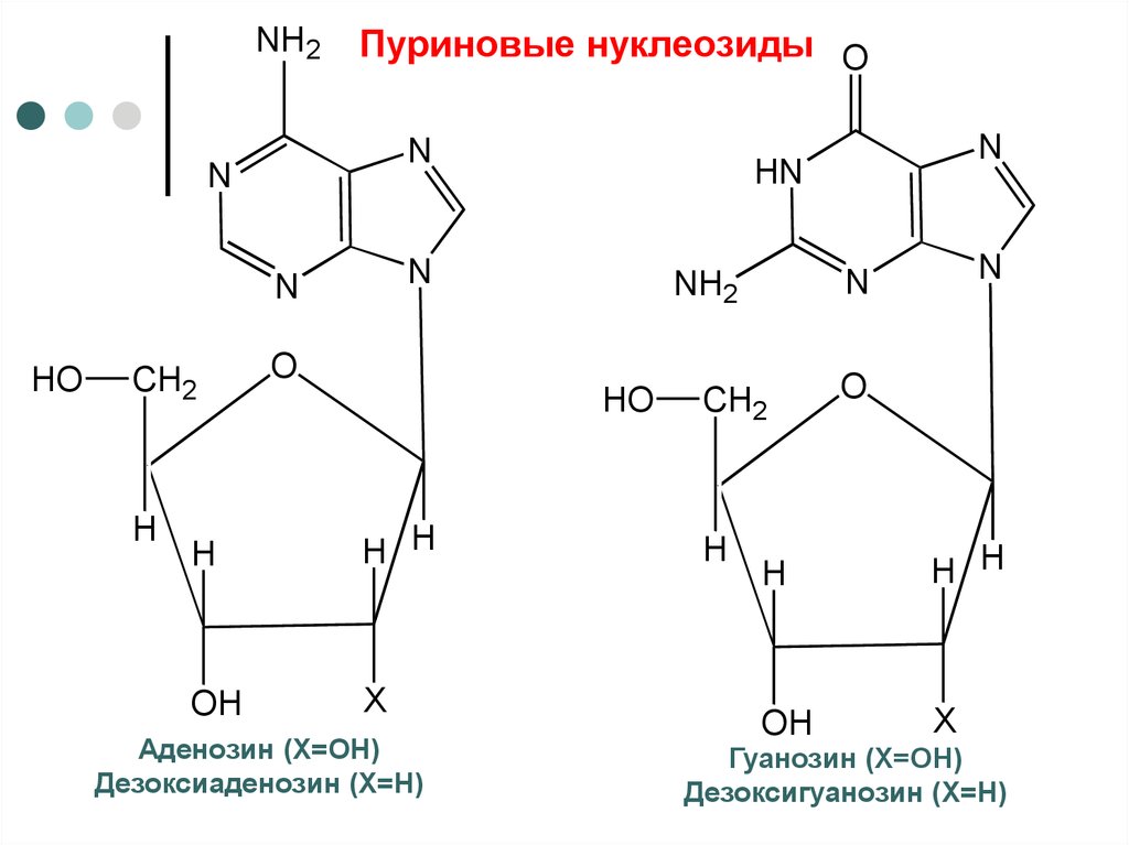 Пуриновыми нуклеотидами являются. Аденозин и гуанозин. Пуриновые нуклеозиды и нуклеотиды.. Пуриновые и пиримидиновые нуклеозиды. Нуклеозид дезоксигуанозин.