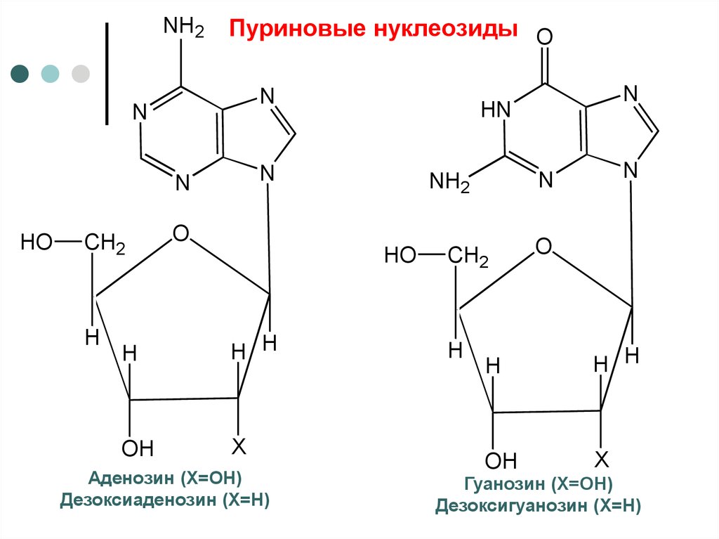Пуриновыми нуклеотидами являются