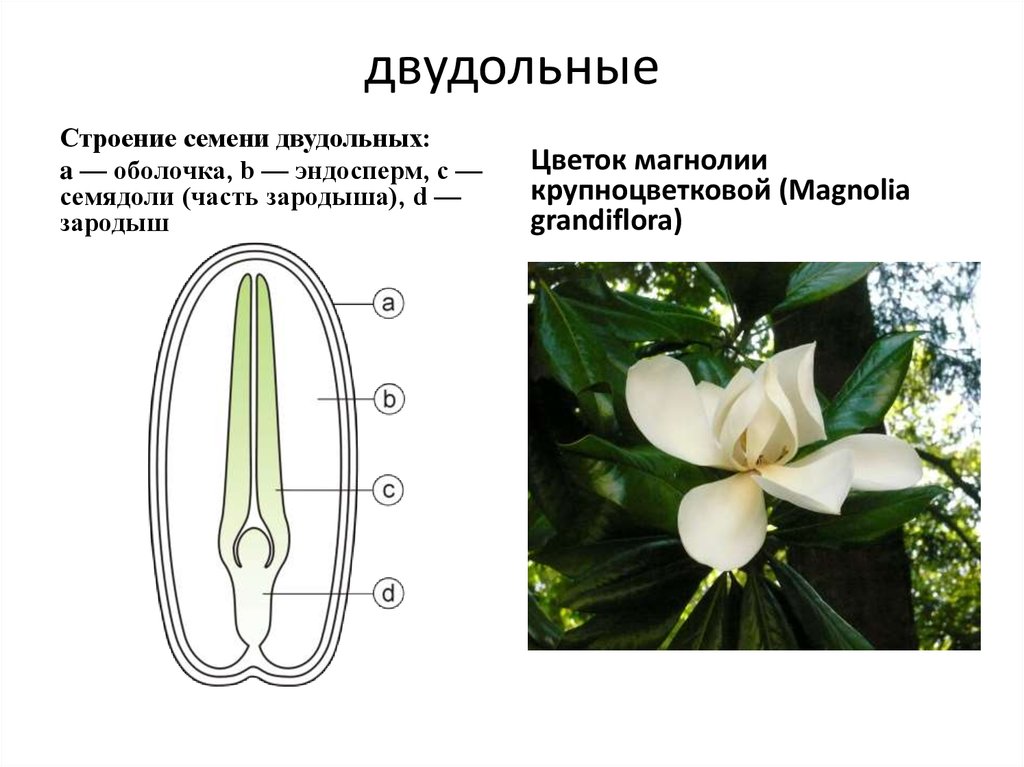 Трехчленный тип строения цветка однодольные или двудольные. Строение магнолии крупноцветковой. Магнолия двудольная или однодольная. Строение семени магнолии. Строение двудольных цветков.