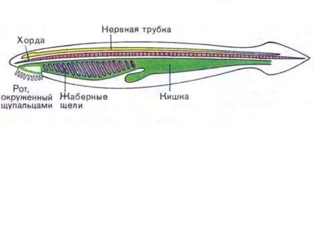 Нервная система хордовых животных представляет собой