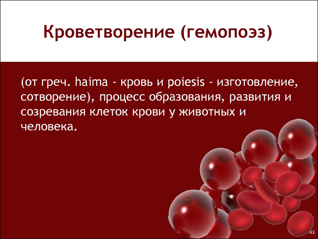 Где формируются клетки крови. Гемопоэз эритроцитов. Процесс образования крови. Процесс кроветворения у человека. Кроветворение это у человека.