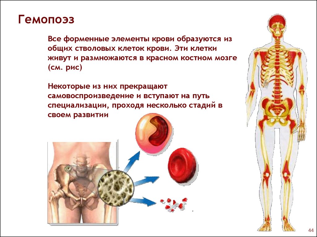 Вред костный мозг. Форменные элементы красного костного мозга. Клетки крови образуются в организме.