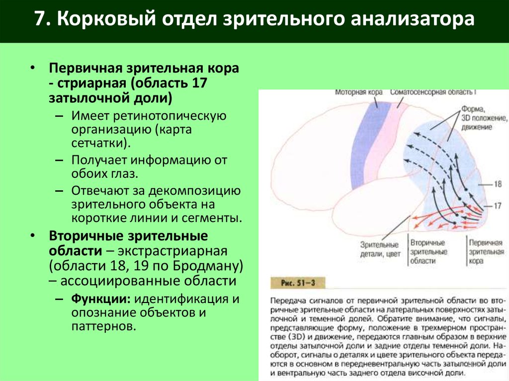 Корковые анализаторы. Коковывй отдел зриетльно йсистемы. Центральный (корковый) отдел зрительного анализатора. Первичные и вторичные зрительные зоны. Первичная Зрительная кора.