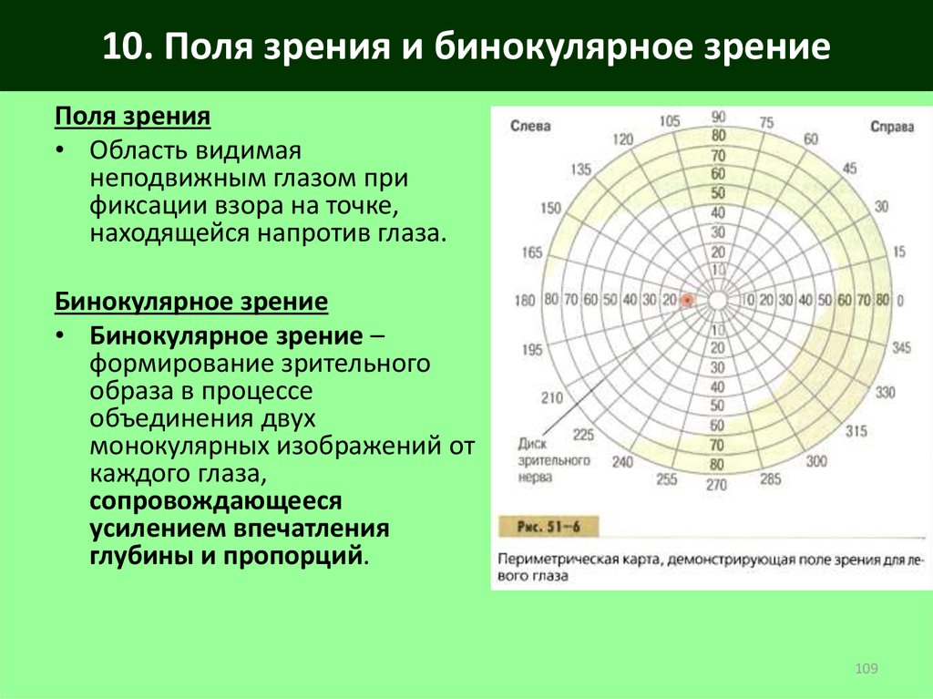 Поля зрения в норме схема