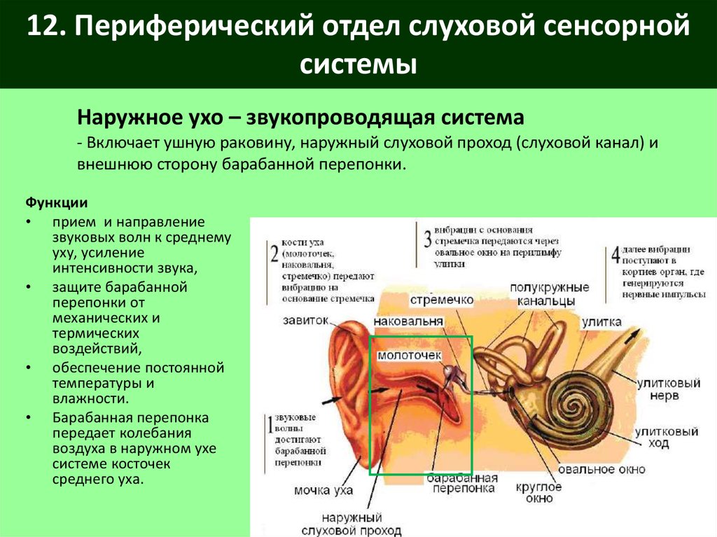 Части уха наружное среднее внутреннее. Отдел слуховой анализатор слуховой нерв. Система слухового анализатора периферический отдел. Строение периферического отдела слухового аппарата. Структура периферического отдела слухового анализатора.
