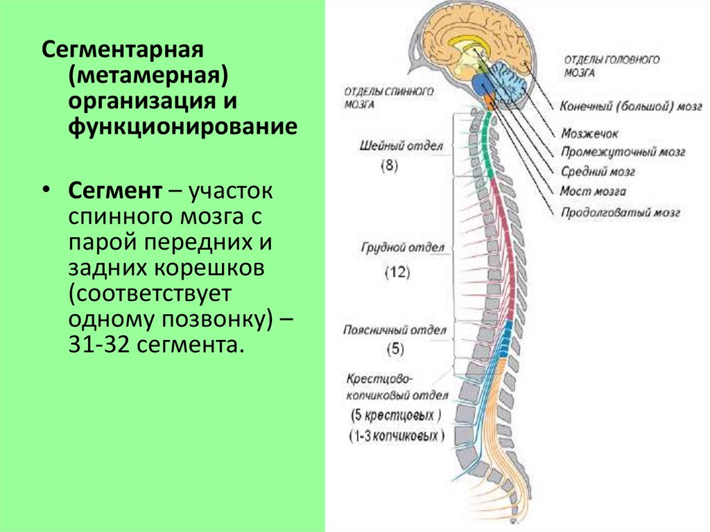 Локализация спинного мозга. Строение спинного мозга отделы. Отделы спинного мозга физиология. Отделы нервной системы строение и функции спинного мозга. S2-s4 сегментов спинного мозга.