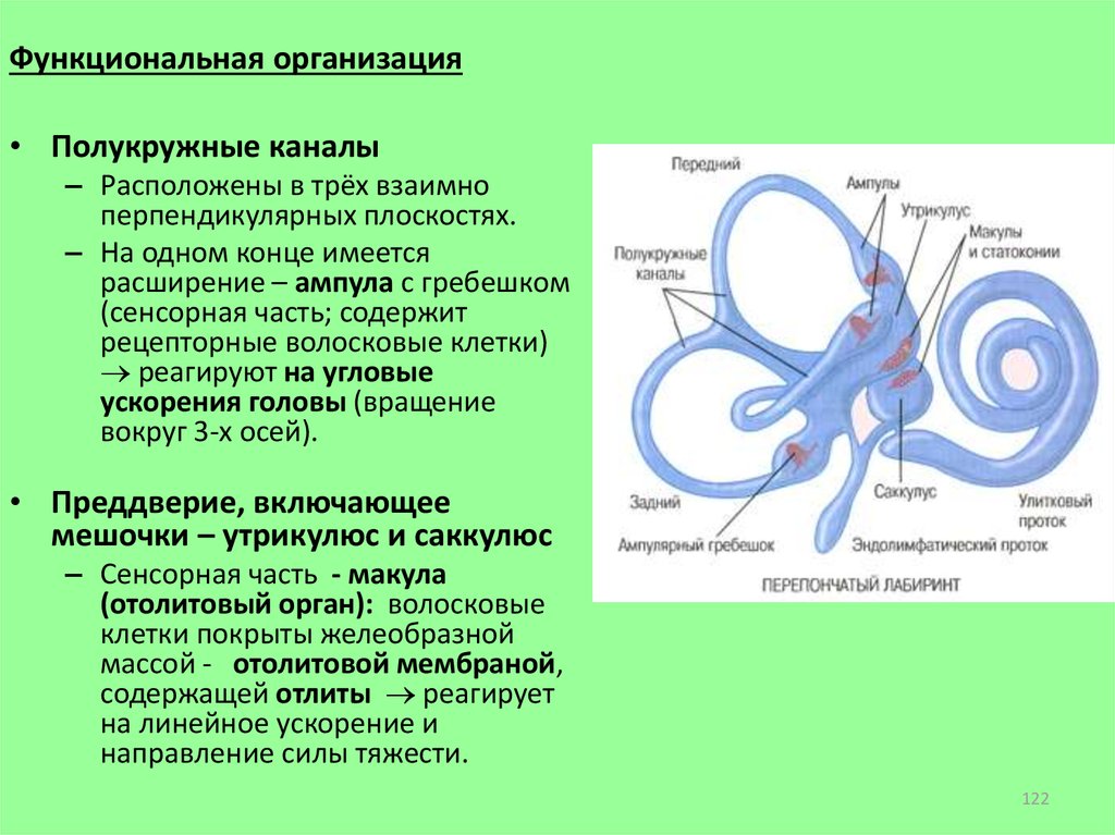 Три полукружных канала в ухе. Полукружные каналы функции. Полукружные каналы внутреннего уха функции. Три полукружных канала функции и строение. Строение ампулы полукружного канала.