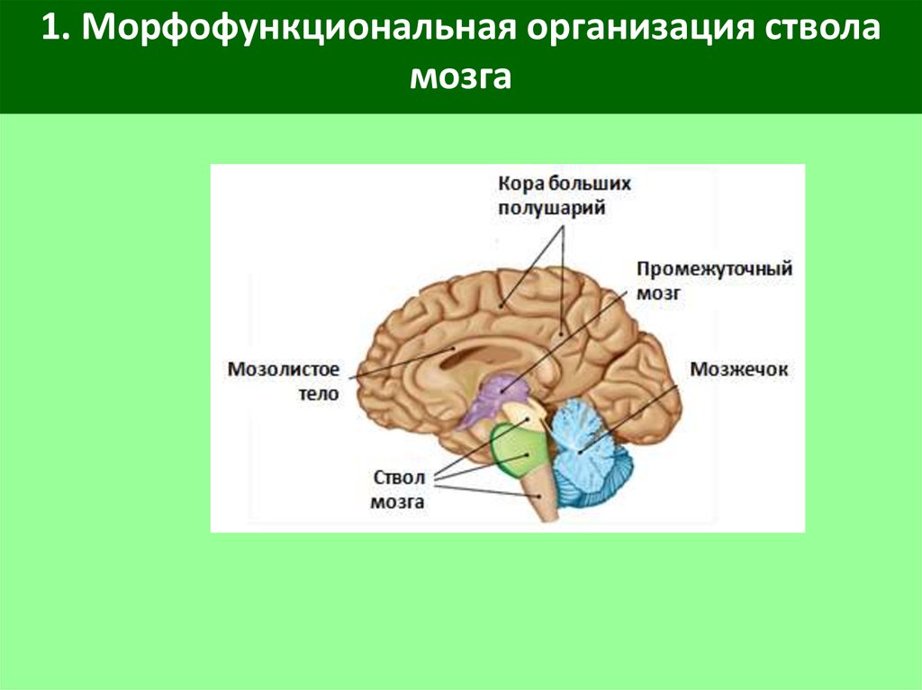 Отделы ствола. Структуры головного мозга. Строение мозга. Морфофункциональные особенности мозга. Функциональная организация ствола мозга.