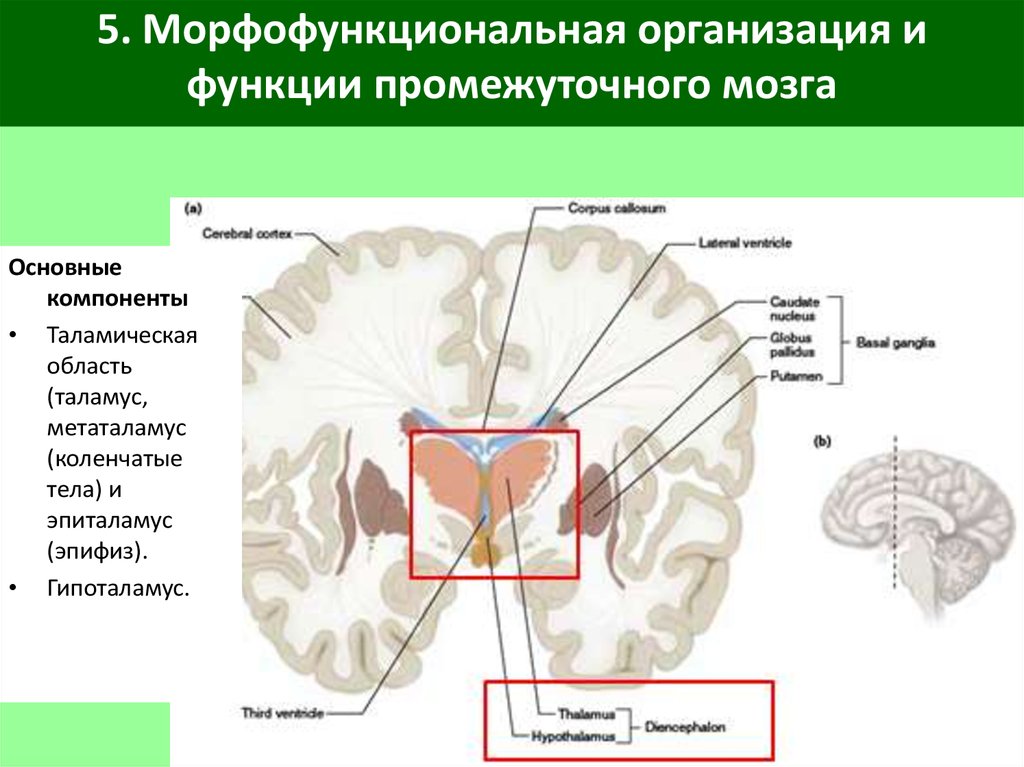 Морфофункциональная характеристика спинного мозга презентация