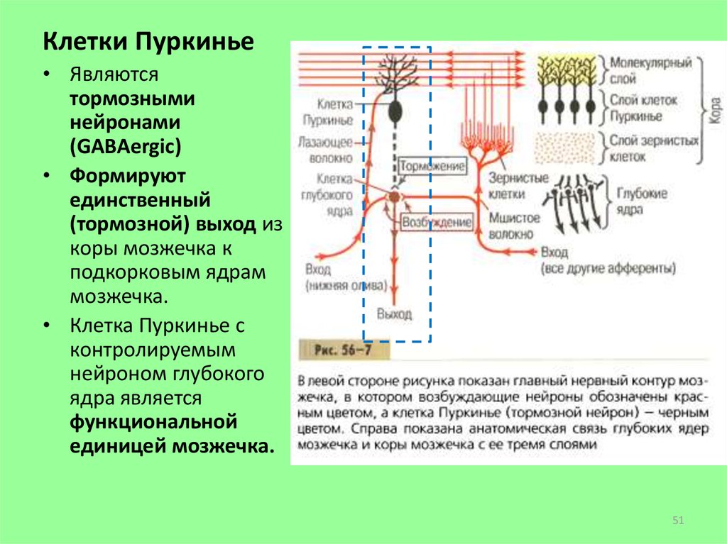 Схема строения клубочка зернистого слоя коры мозжечка