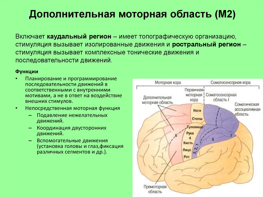 Двигательная зона головного мозга. Дополнительная моторная область. Функции моторных областей коры.