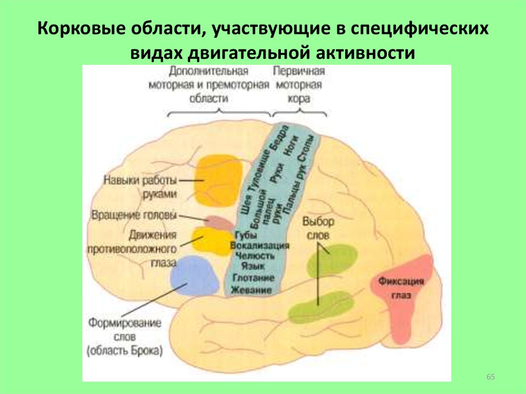 Моторные зоны мозга. Физиология двигательной коры. Дополнительная двигательная область коры.