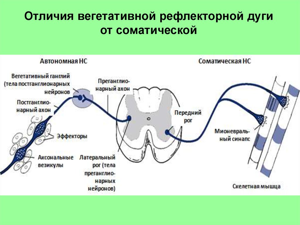 Отличие соматической. Отличие рефлекторной дуги вегетативного рефлекса. Строение рефлекторной дуги ВНС кратко. Рефлекторная дуга ВНС физиология. Особенности рефлекторной дуги соматического рефлекса.