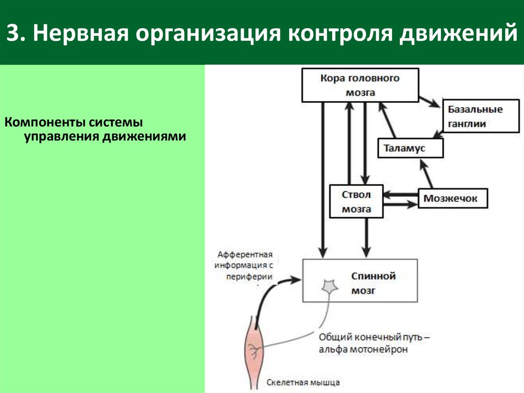 Управляет движениями человека. Нервная организация контроля движений. Организация системы управления движений. Афферентная организация движений это. Система движения физиология.