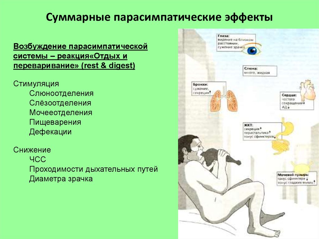 Действие возбуждения. Возбуждение парасимпатической системы. Стимуляция парасимпатической системы. Эффекты возбуждения парасимпатической реакции. Эффекты при возбуждении парасимпатической системы.