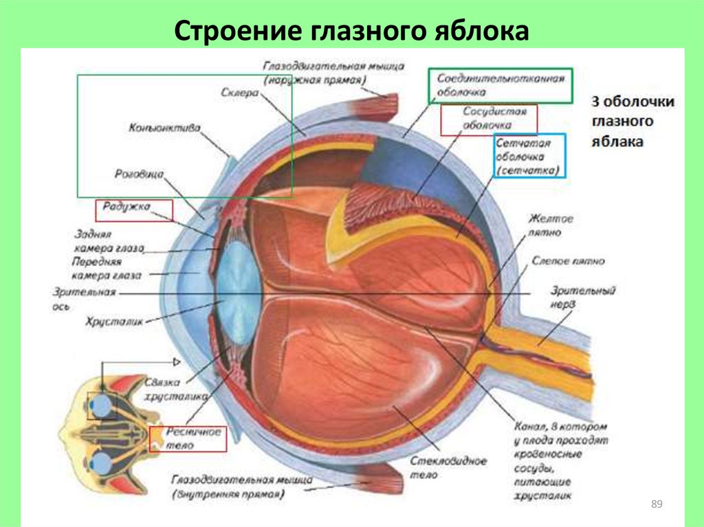 Составляющее глаза. Анатомические структуры органа зрения анатомия. Строение глазного яблока человека рисунок. Внутреннее строение глазного яблока анатомия. Схема глазного яблока (в сагиттальном сечении).